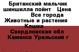 Британский мальчик шиншилла-пойнт › Цена ­ 5 000 - Все города Животные и растения » Кошки   . Свердловская обл.,Каменск-Уральский г.